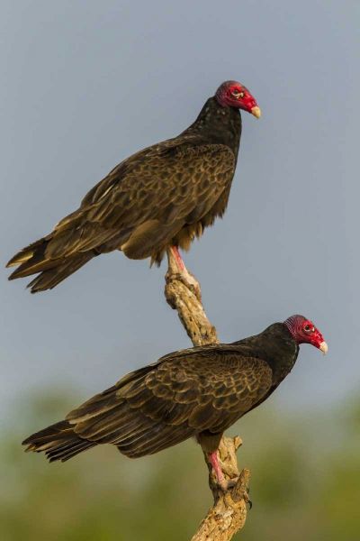 Texas, Hidalgo Co Turkey vulture pair on stump